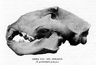 Lebka lva, nalezená v jedné z jeskyní
